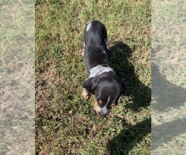 Medium Photo #2 Bluetick Coonhound Puppy For Sale in BEEVILLE, TX, USA