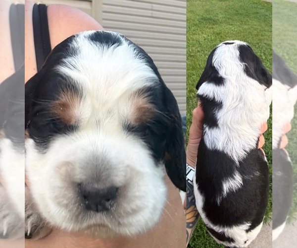 Medium Photo #3 English Springer Spaniel Puppy For Sale in PILLAGER, MN, USA