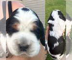Puppy Puppy 2 English Springer Spaniel