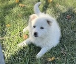 Puppy Puppy 4 American Eskimo Dog (Toy)-Border-Aussie Mix