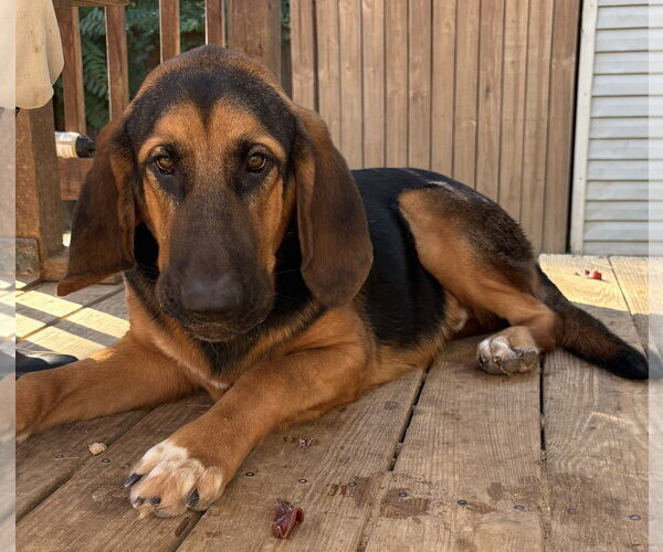 Medium Photo #4 Bloodhound-German Shepherd Dog Mix Puppy For Sale in Wetumpka, AL, USA