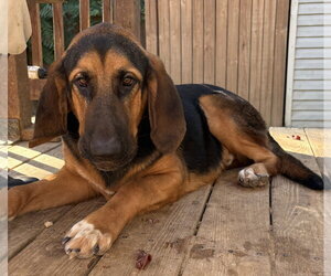 261548  Capybara - Male Bloodhound-German Shepherd Dog Mix Dog for Adoption - Photo #4