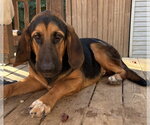 Small Photo #4 Bloodhound-German Shepherd Dog Mix Puppy For Sale in Wetumpka, AL, USA