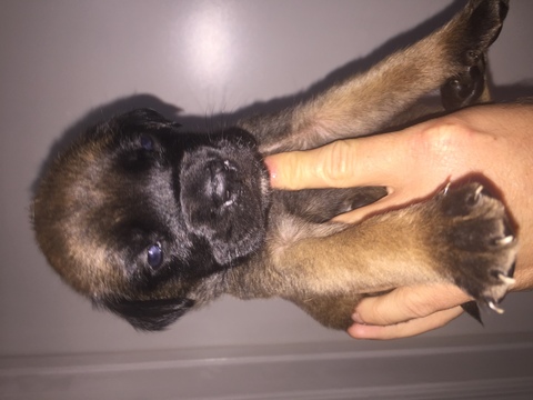 Medium Photo #1 Mastiff Puppy For Sale in SAN PABLO, CA, USA