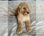 Small Photo #6 Goldendoodle Puppy For Sale in PENSACOLA, FL, USA