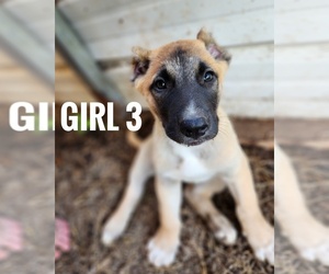 Kangal Dog Puppy for sale in EIDSON, TN, USA