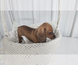 Dachshund Puppy for sale in GREENWOOD, WI, USA