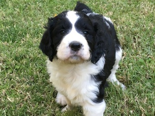 Springerdoodle Puppy for sale in RANCHO MURIETA, CA, USA