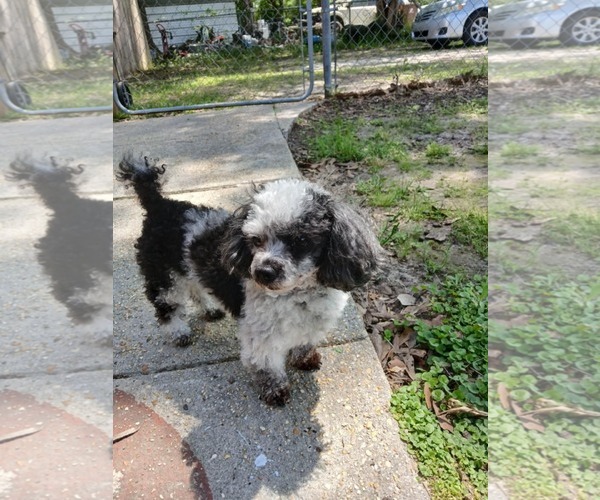 Medium Photo #5 Poodle (Toy) Puppy For Sale in Gulfport, MI, USA