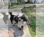 Small #4 Poodle (Toy)