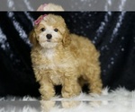 Small #1 Poodle (Toy)