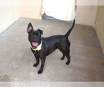 Small #2 American Pit Bull Terrier Mix
