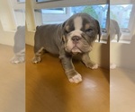 Small Photo #2 English Bulldog Puppy For Sale in SANTA CLARITA, CA, USA