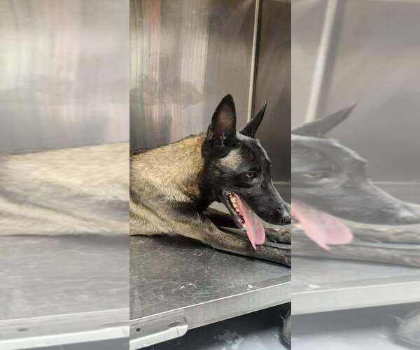 Medium Photo #4 Mutt Puppy For Sale in Imlay City, MI, USA