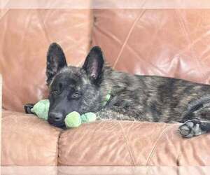 Holland Shepherd-Unknown Mix Dogs for adoption in Imlay City, MI, USA