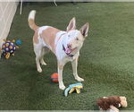Small #1 Mutt