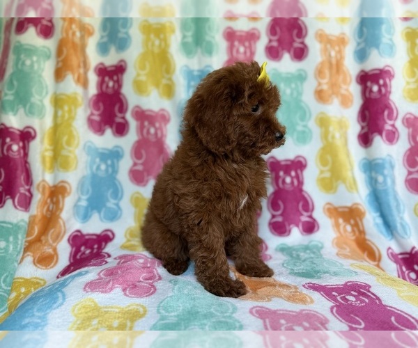 Medium Photo #6 YorkiePoo Puppy For Sale in LAKELAND, FL, USA