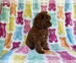 Small #5 YorkiePoo