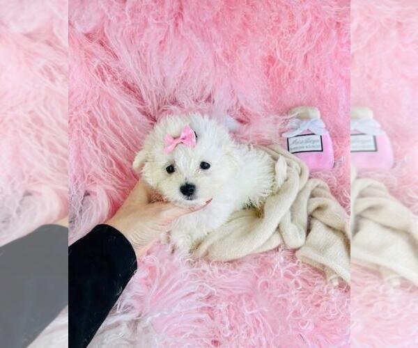 Medium Photo #3 Maltese Puppy For Sale in FORT LAUDERDALE, FL, USA