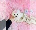 Small #2 Maltese