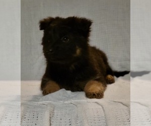German Shepherd Dog Puppy for Sale in MARIETTA, South Carolina USA