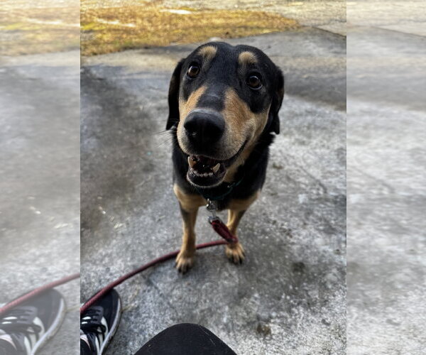 Medium Photo #3 Mutt Puppy For Sale in Hinton, WV, USA