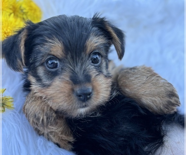 Medium Photo #5 Yorkshire Terrier Puppy For Sale in ROCK STREAM, NY, USA