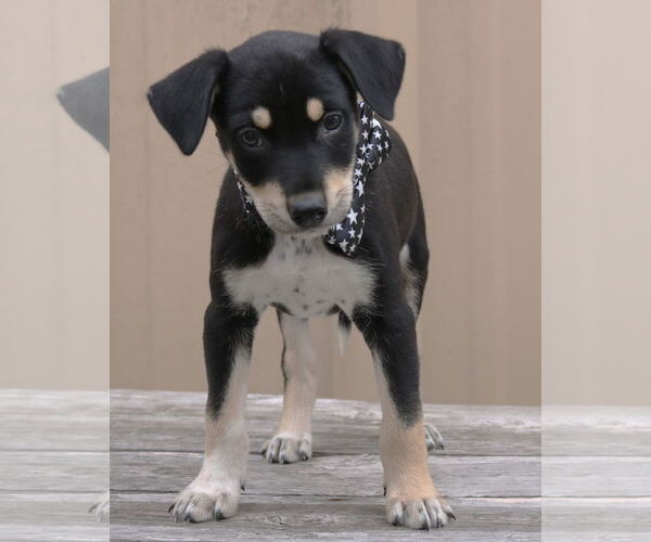 Medium Photo #1 Chihuahua-Unknown Mix Puppy For Sale in Bandera, TX, USA