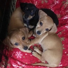 Chiweenie Puppy for sale in RESEDA, CA, USA