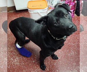 Hat Trick - Male Labrador Retriever-Unknown Mix Dog for Adoption - Photo #12