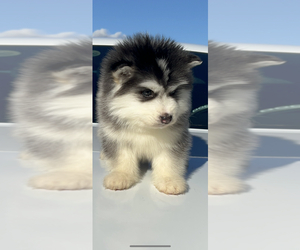 Alaskan Malamute Puppy for sale in BOISE, ID, USA