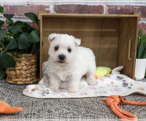 West Highland White Terrier Puppy for sale in SYRACUSE, IN, USA