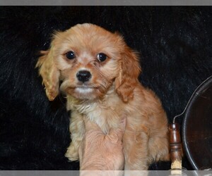 Cavapoo Puppy for sale in CENTERVIEW, MO, USA