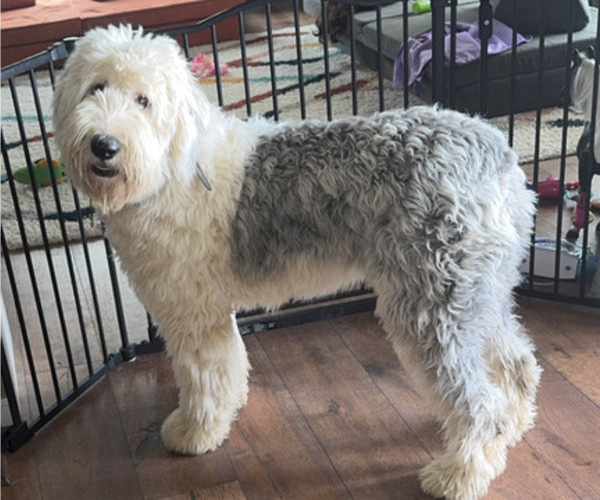 Medium Photo #1 Old English Sheepdog Puppy For Sale in GREENFIELD, IN, USA