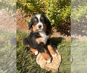 Bernese Mountain Dog Puppy for sale in MIDDLEBURY, IN, USA