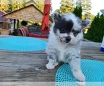 Small Photo #10 Pomeranian Puppy For Sale in BIG ISLAND, VA, USA