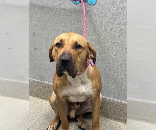 Medium Photo #1 Bullmastiff-Unknown Mix Puppy For Sale in Las Vegas, NV, USA
