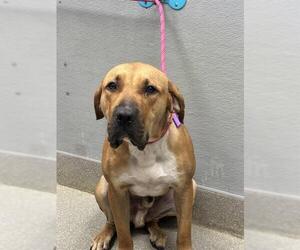 Bullmastiff-Unknown Mix Dogs for adoption in Las Vegas, NV, USA