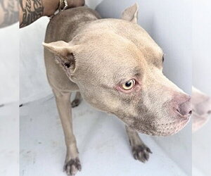 Mutt Dogs for adoption in Houston, TX, USA