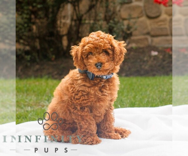 Medium Photo #1 Poodle (Toy) Puppy For Sale in NEW HOLLAND, PA, USA
