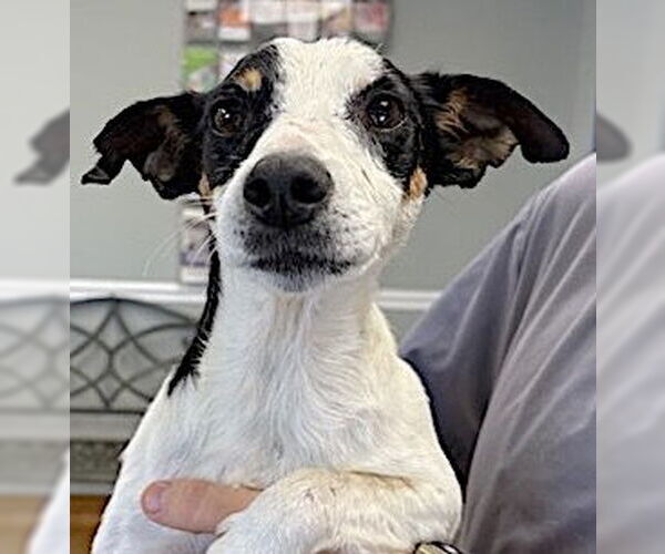 Medium Photo #2 Rat Terrier-Unknown Mix Puppy For Sale in Mount Airy, NC, USA