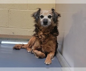 Mutt Dogs for adoption in Martinez, CA, USA