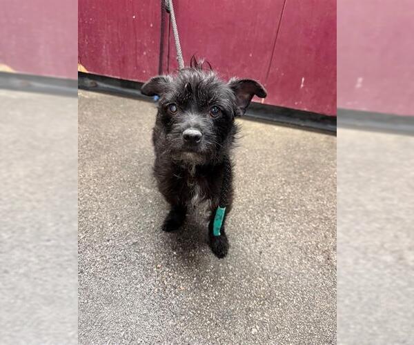 Medium Photo #1 Mutt Puppy For Sale in Downey, CA, USA
