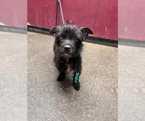 Mutt Dogs for adoption in Downey, CA, USA