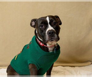 Mutt Dogs for adoption in Ames, IA, USA