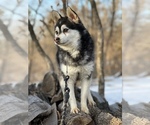 Small Photo #32 Alaskan Klee Kai-Pomsky Mix Puppy For Sale in STAPLES, MN, USA