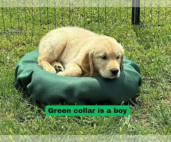 Medium Photo #7 Golden Retriever Puppy For Sale in NORTH LIBERTY, IN, USA