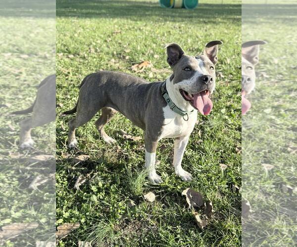 Medium Photo #4 Mutt Puppy For Sale in DuQuoin, IL, USA