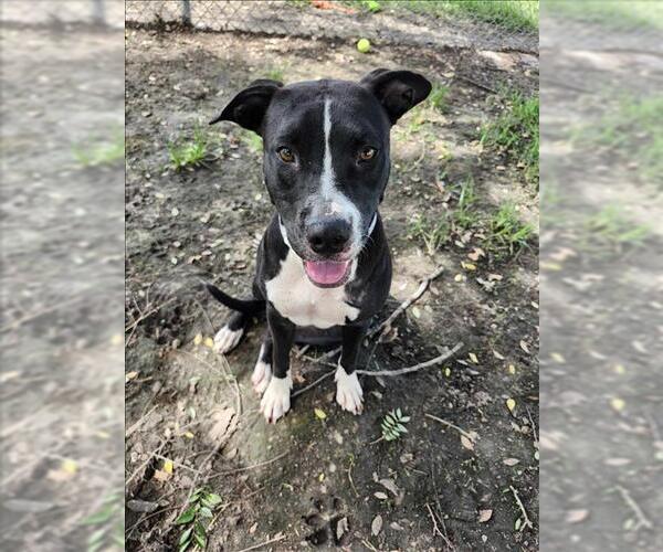 Medium Photo #1 American Pit Bull Terrier Puppy For Sale in Conroe, TX, USA