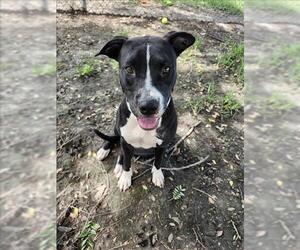 American Pit Bull Terrier Dogs for adoption in Conroe, TX, USA